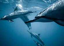 朱婷李盈莹合砍62分仍输球 江苏发球拼垮卫冕冠军